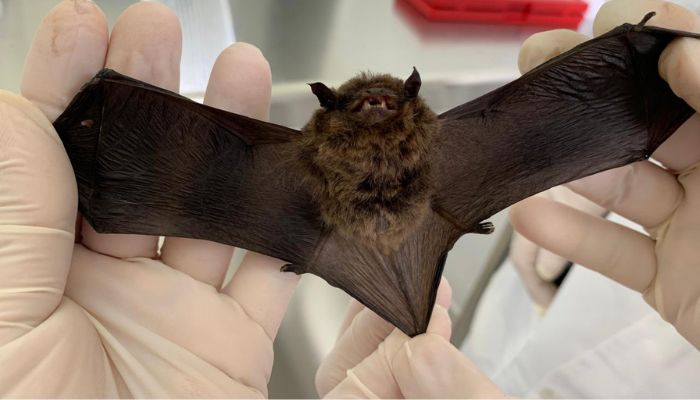  Calor intensifica presença de morcegos e Saúde alerta para cuidados com a raiva